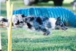 Agility Gallery